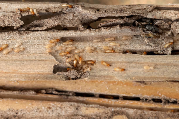 Best Best Pest Control Companies  in Batavia, NY